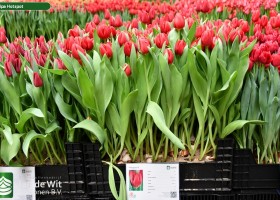 Tulipa Hotspot ® (1)